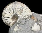 Nice Discoscaphites Gulosus Ammonite Cluster - South Dakota #43952-1